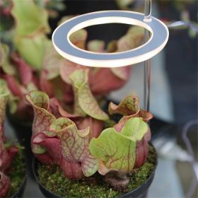 LED Grow Light Full Spectrum Phyto Grow Lamp USB Phyto Lamp for Plants Growth Lighting for Indoor Plant (Option: As shown-USB)